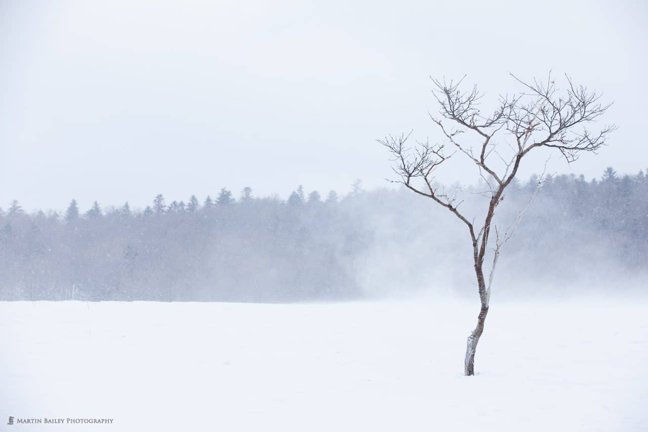 Winter Winds • Martin Bailey Photography