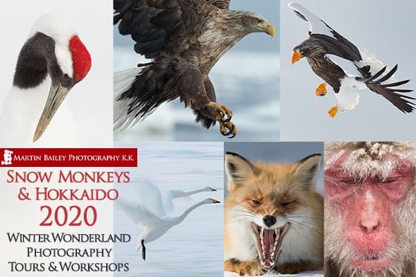 Snow Monkeys &amp; Hokkaido Tour &amp; Workshop